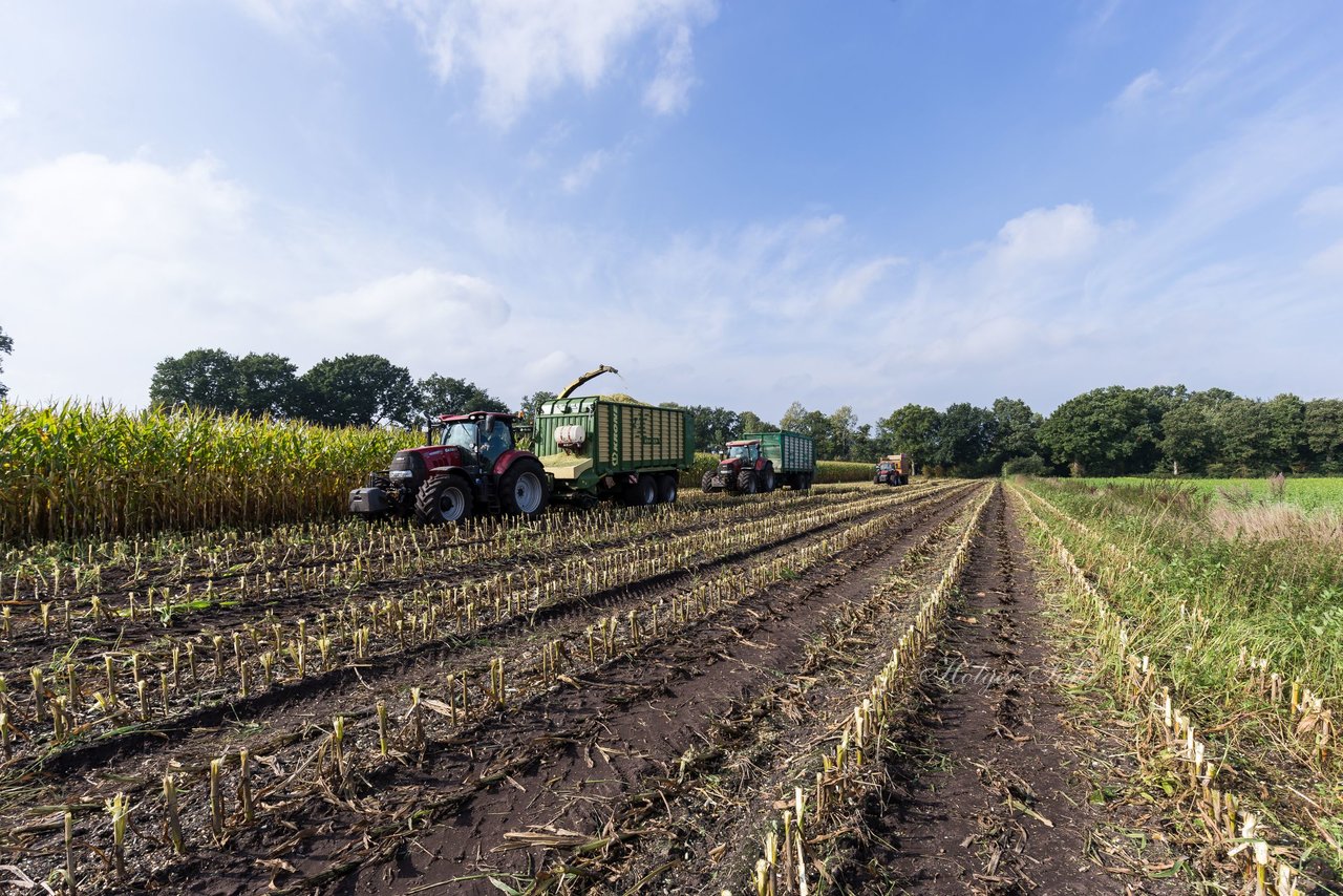 Bild 231 - Maisernte